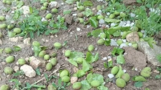 Akçadağ ve Arapgir'de Yağan Dolu Kayısı Bırakmadı!